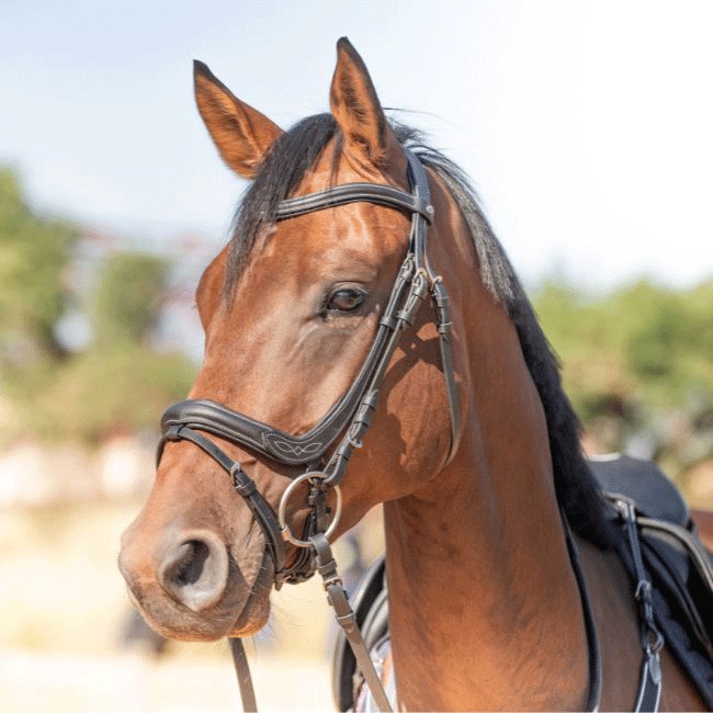 Capitol Premium Anatomic Flash Bridle - Image 9