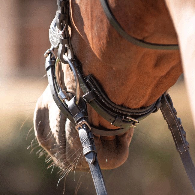 Capitol Premium Anatomic Flash Bridle - Image 10