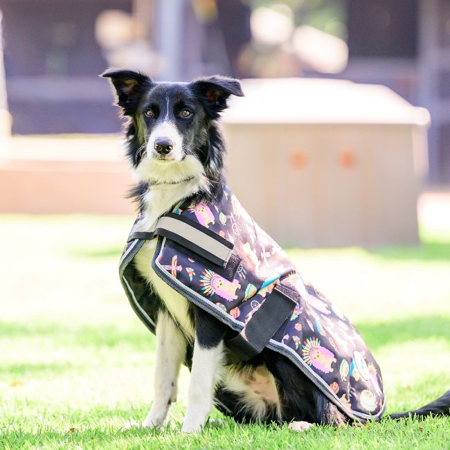 Equiforce Funky Dog Rug - AW26 - Image 3