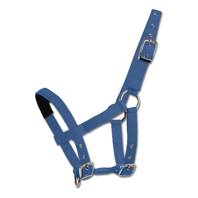 WH Mini-Shetty Halter Blue