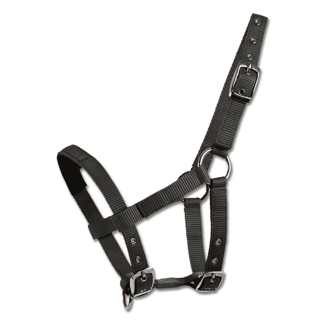 WH Mini-Shetty Halter Black
