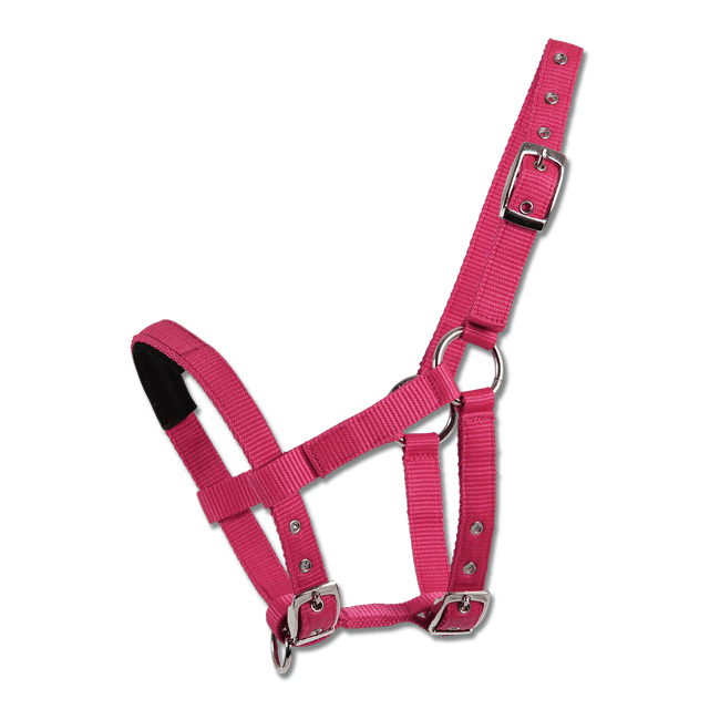 WH Mini-Shetty Halter Pink